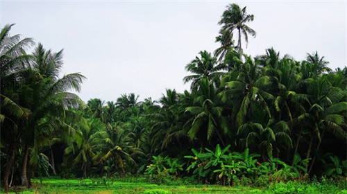 黄焖鸡米饭品牌排行榜